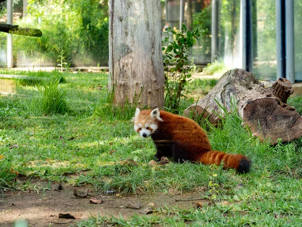 Entrañable Panda Rojo Vegetación Zoológico — Foto de Stock