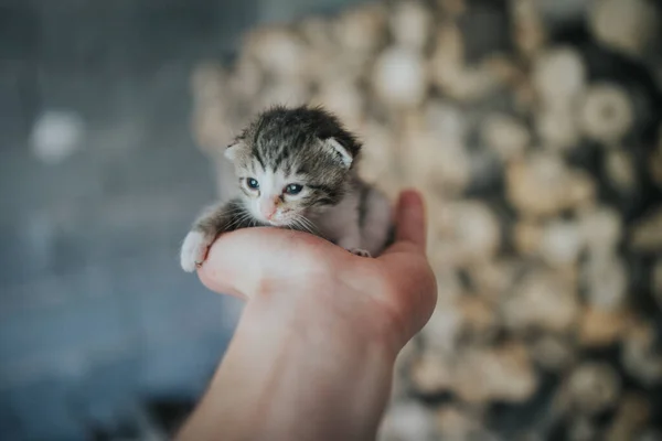 Eine Nahaufnahme Einer Niedlichen Babykatze — Stockfoto