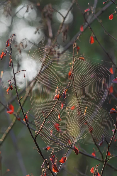 Eine Vertikale Nahaufnahme Eines Spinnennetzes Auf Einem Ast Mit Unscharfem — Stockfoto
