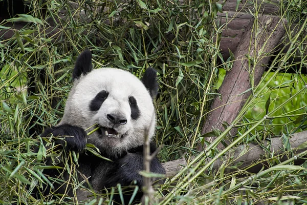 パンダが竹の子を食べて — ストック写真