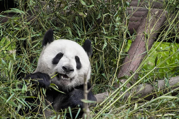 大熊猫吃竹子的特写镜头 — 图库照片