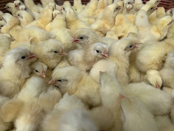 Een Close Shot Van Pluizige Baby Kuikens — Stockfoto