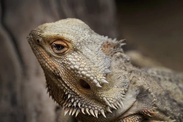 Selektivní Záběr Vousaté Ještěrky — Stock fotografie