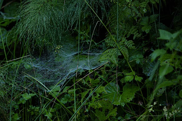 Detailní Záběr Pavučin Keřích Zeleně Lese Pod Světly — Stock fotografie