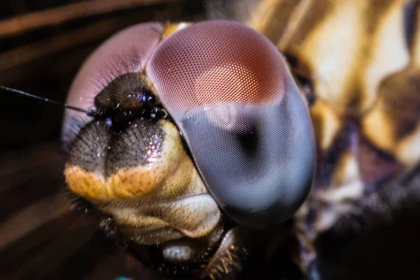 Een Macro Shot Van Libelle Ogen — Stockfoto