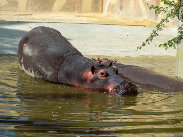 Piękne Ujęcie Hipopotama Zoo — Zdjęcie stockowe