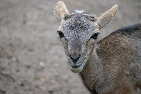 Gros Plan Cerf Virginie Sur Herbe Verte — Photo