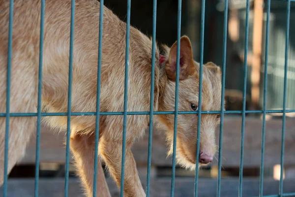 Primer Plano Perro Marrón Jaula — Foto de Stock