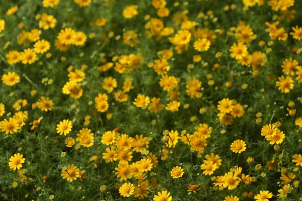 Primer Plano Hermosas Flores Bajo Luz Del Sol —  Fotos de Stock