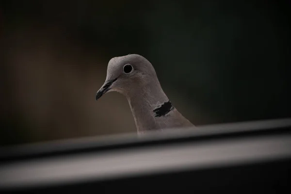 Closeup Portrait Cute Eurasian Collared Dove — Stock Photo, Image