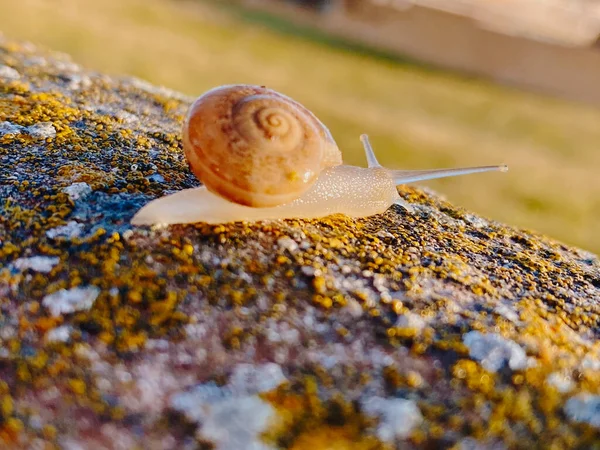 Une Mise Point Sélective Petit Escargot — Photo