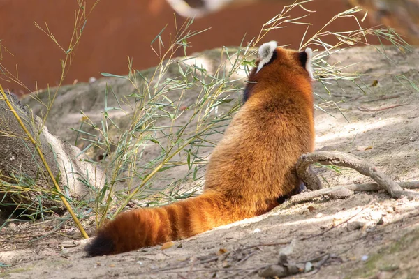 Bambu Yiyen Küçük Kırmızı Bir Panda Manzarası — Stok fotoğraf