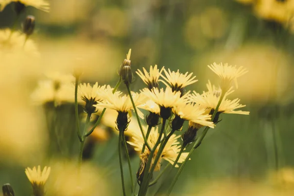 Kwitnące Żółte Biennis Crepis Kwiaty Polu — Zdjęcie stockowe