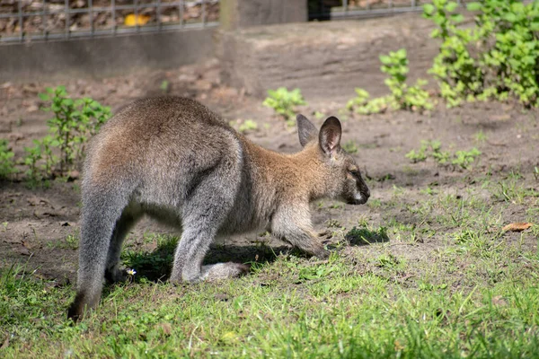 Closeup Shot Wallaby Green Grass — Stock Photo, Image