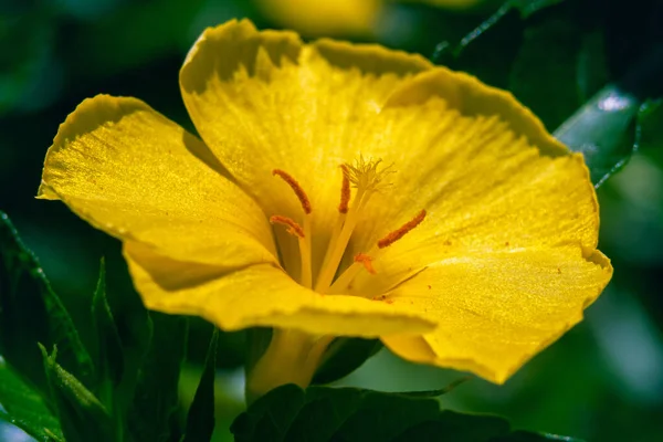 緑の葉に囲まれた美しい黄色のダミアナの花のマクロショット — ストック写真