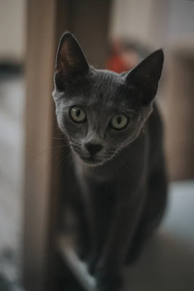 Primo Piano Gatto Carino Che Guarda Macchina Fotografica — Foto Stock