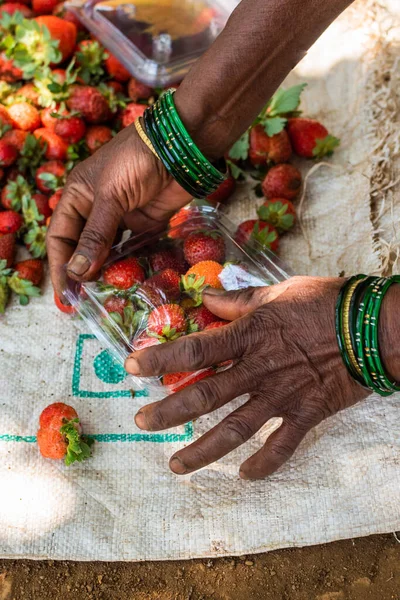 유기농 딸기를 분류하여 포장하고 고아에 농장에서 — 스톡 사진