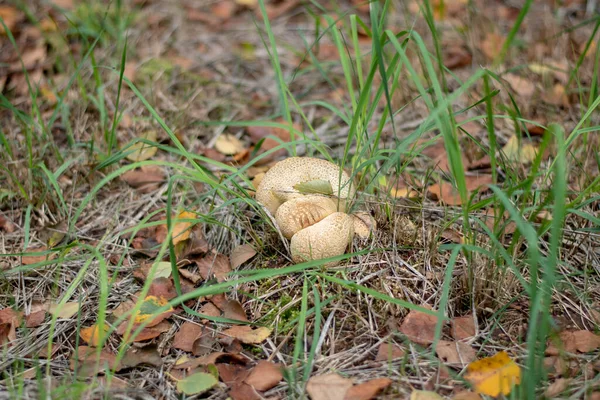 Närbild Skott Grädde Svamp Gräset — Stockfoto