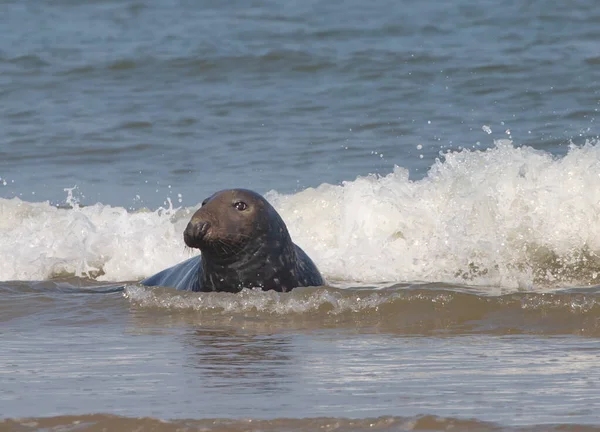 Ein Süßer Seelöwe Schwimmt Wasser Des Meeres — Stockfoto