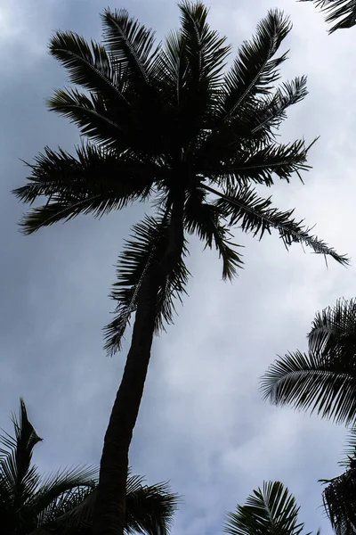 Снимок Пальмового Силуэта Низким Углом Облачном Фоне Неба — стоковое фото