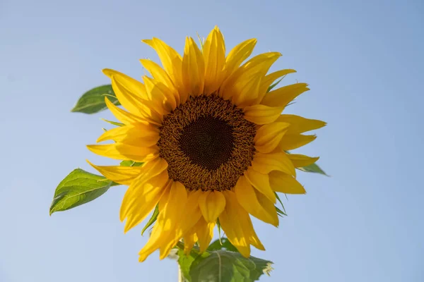 Прекрасний Знімок Соняшника — стокове фото