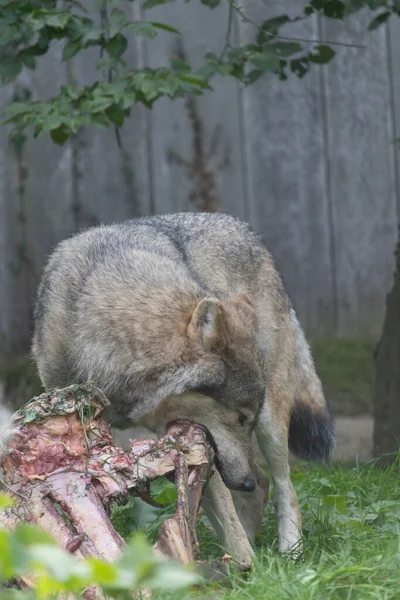 Tiro Vertical Lobo Cinzento Comendo Carne Ossos Floresta — Fotografia de Stock