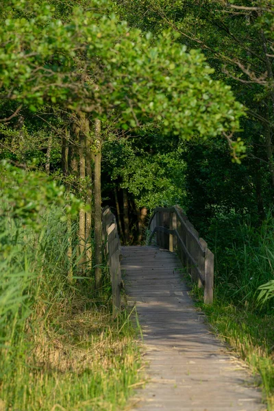 Een Verticaal Schot Van Een Van Hout Brug Een Woud — Stockfoto