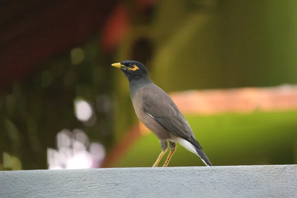 Tiro Foco Seletivo Myna Comum — Fotografia de Stock