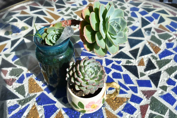 Closeup Shot Succulents Beautiful Flower Pots Mosaic Table — Stock Photo, Image