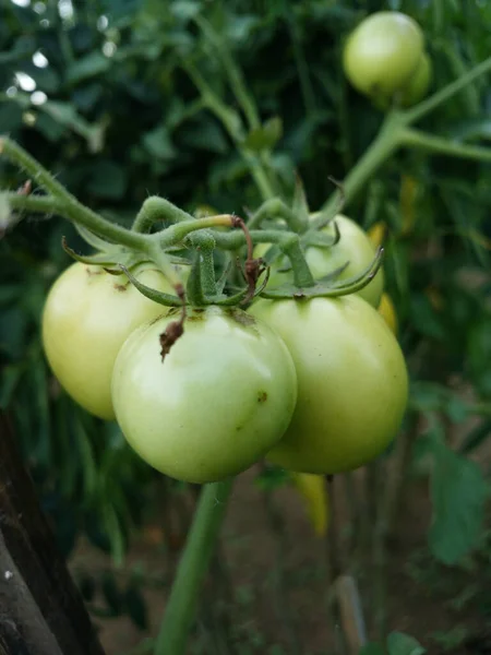 Vertikal Bild Gröna Tomater Trädgård — Stockfoto