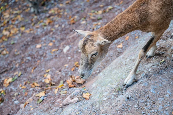 Giovane Cervo Una Fattoria — Foto Stock