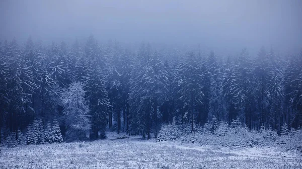 Beautiful Scenery Winter Landscape Trees Covered Snow — Stock Photo, Image