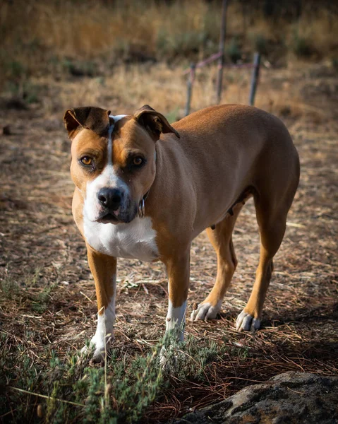 A closeup of an American Staffordshire Terrier