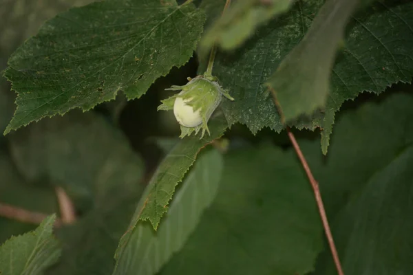 Closeup Shot Unripe Hazelnut Growing Bush — Stock Photo, Image