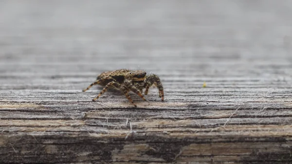 Primer Plano Una Araña Saltadora — Foto de Stock