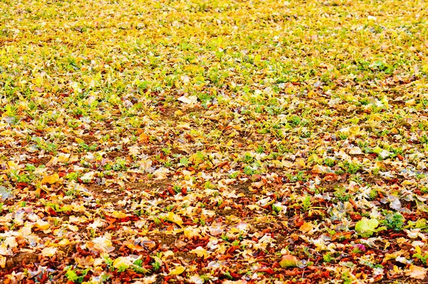 View Autumn Leaves Ground — Stock Photo, Image