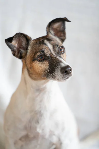 Sandalyedeki Kahverengi Beyaz Jack Russell Terrier Yakın Plan Fotoğrafı — Stok fotoğraf