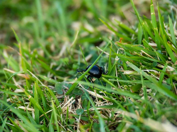 Plan Macro Scarabée Caché Dans Herbe Verte — Photo