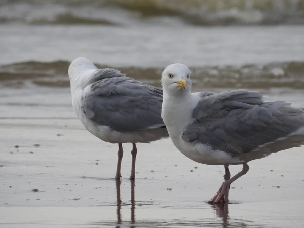 Gros Plan Deux Mouettes Marchant Sur Une Plage — Photo