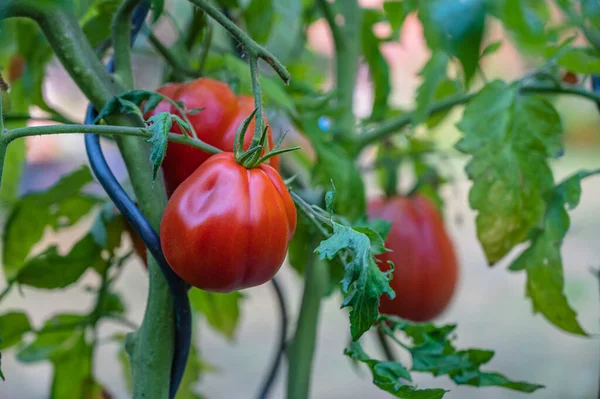 Ett Selektivt Fokus Mogna Och Röda Tomaterna Trädgården — Stockfoto