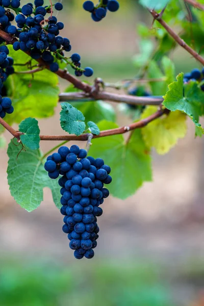 Primer Plano Uva Negra Madura Árbol — Foto de Stock