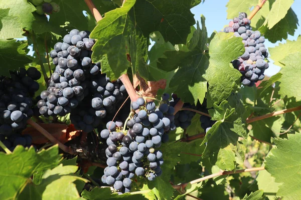 ブドウに熟した赤ワインブドウの束の選択的な焦点ショット — ストック写真