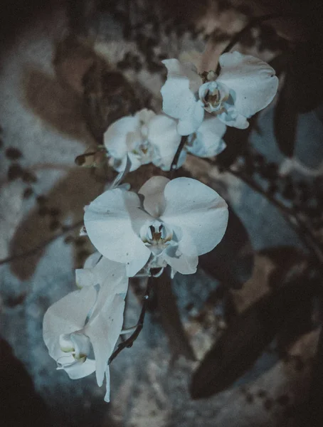 Ένα Κάθετο Πλάνο Ανθισμένα Λευκά Λουλούδια Ορχιδέας Στο Σκοτάδι — Φωτογραφία Αρχείου