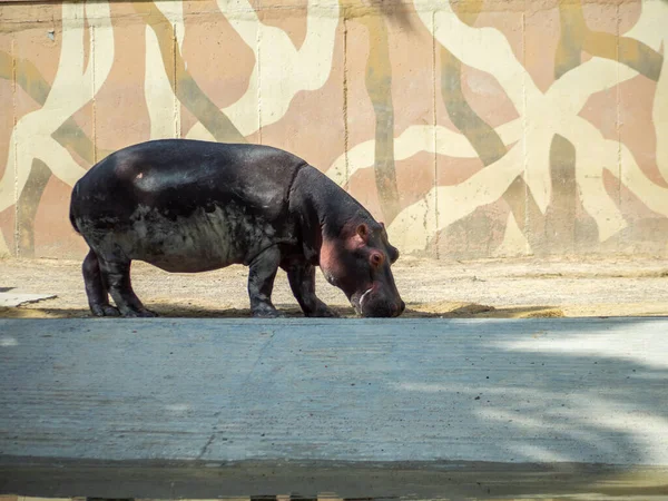 Krásný Záběr Hrocha Zoo — Stock fotografie