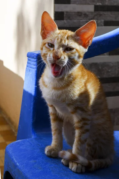 立っているオレンジ色のブラジルのショートヘアの猫のクローズアップショット — ストック写真