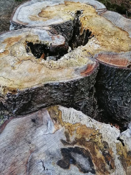 Tiro Close Vertical Troncos Árvores Cortadas Uma Floresta — Fotografia de Stock