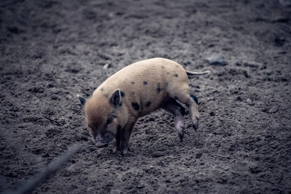 Eine Nahaufnahme Von Kleinen Schweinen — Stockfoto
