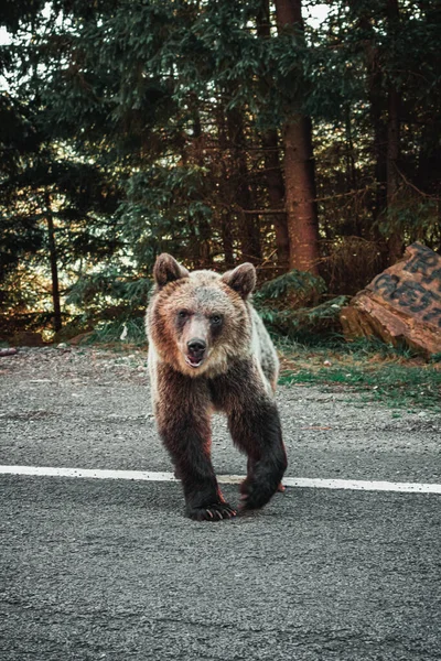 Ett Vertikalt Skott Grizzlybjörn Sidan Vägen Solnedgången — Stockfoto