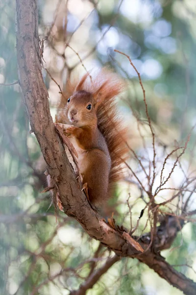 Cute Red Squirrel Sitting Pine Tree Branch Park — Stock Photo, Image