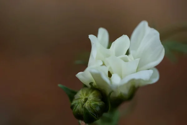 Nahaufnahme Einer Weißen Wildblume Einem Garten Mit Verschwommenem Hintergrund — Stockfoto